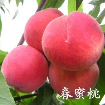 平邑县 春蜜桃树苗，嫁接品种纯正，成熟早，甜度高，当年结果，包成活