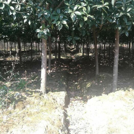东安县丹桂树四季长青，每年9至10月花红芳香是庭院，街道选择。