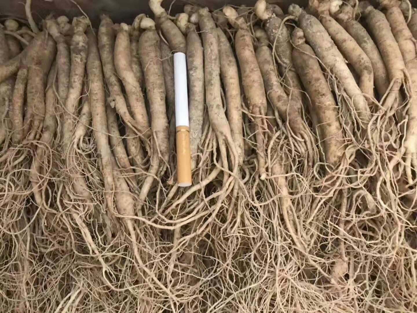 长白山人参鲜参，1元一颗100颗起发货