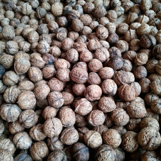 玉龙县鲜核桃 26~30mm 去皮 袋装