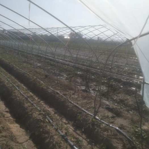 徐州甜查理草莓 20克以上