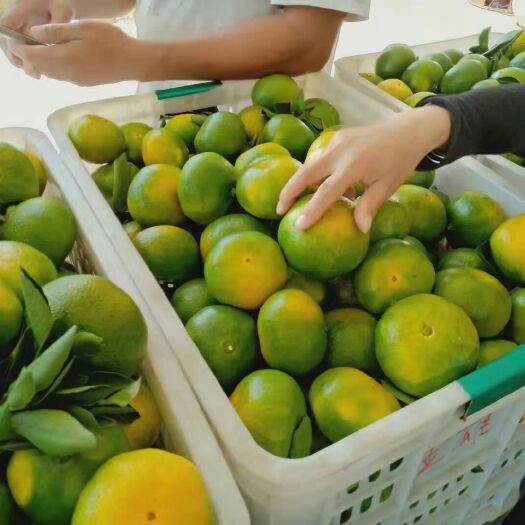 资兴市东江湖蜜橘清江蜜橘大量上市