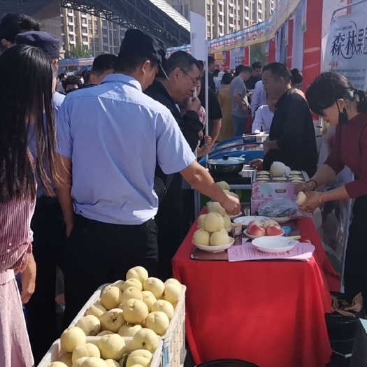 郓城县阳山水蜜桃 金秋红密，白桃
