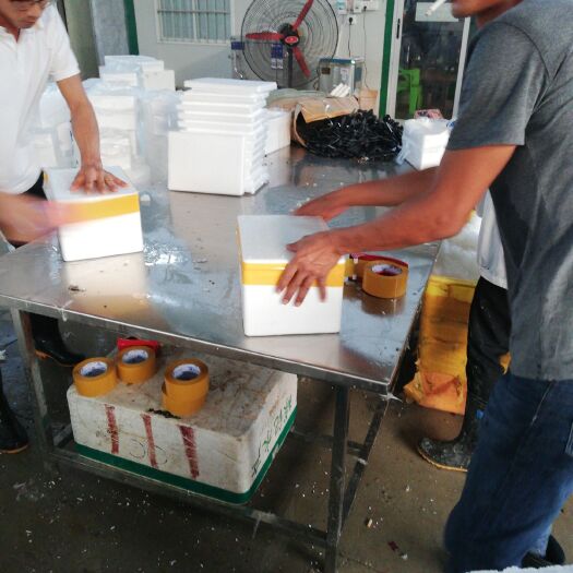 饶平县汫洲大蚝 小包装打包中