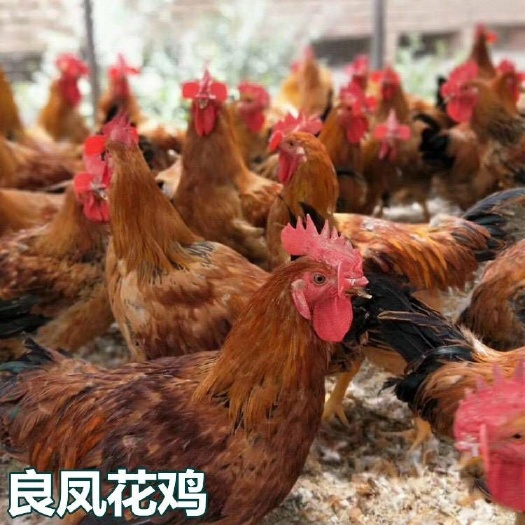 南宁 良凤花鸡苗  品质优良（100天出栏，8斤左右）