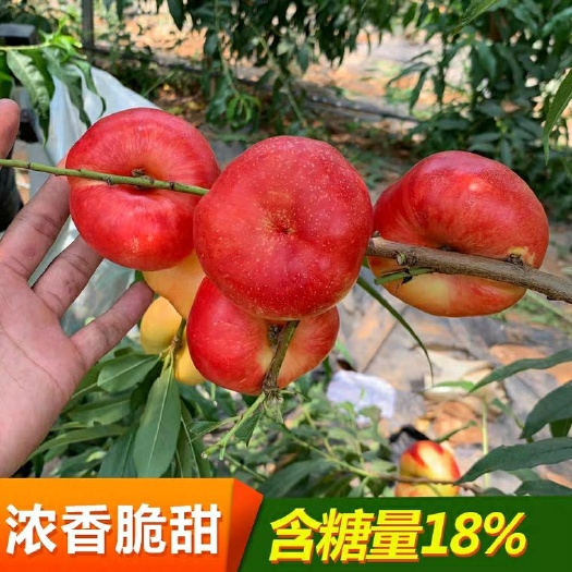 平邑县油蟠桃苗 新品种36-5油蟠桃 蟠桃七号 中蟠27
