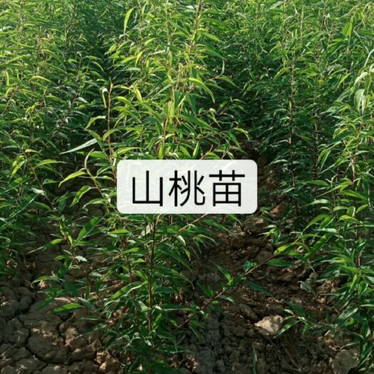 绛县山毛桃树苗 0.5~1米