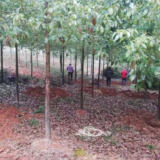 咸宁 香樟树苗大小叶香樟庭院四季常青南北方种植大型工程绿化苗