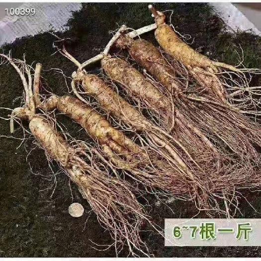  长白山人参鲜参，一斤6-7根 精品无瑕 二斤包邮