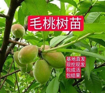 平邑县 山毛桃树苗优惠南北方种植盆栽地栽