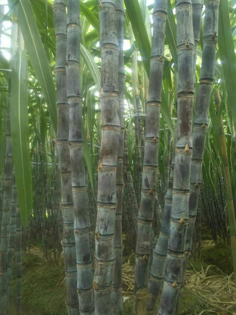 甘蔗  节长粗大，表皮光滑，包甜.质量保证