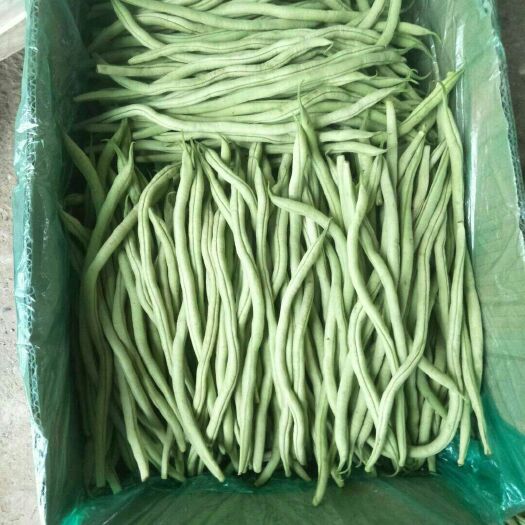 武山县长豇豆  新豆王下来了，质量好，价优，量大