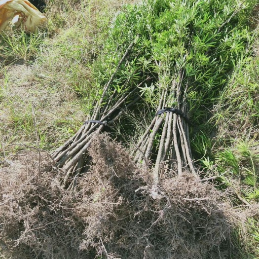荔浦市 50-250公分高罗汉松小苗
