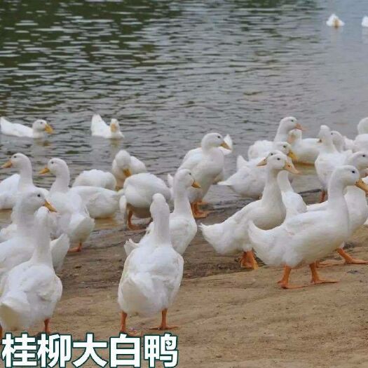 南宁 桂柳大白鸭苗  基地直供（43天出栏，混合苗7斤左右）
