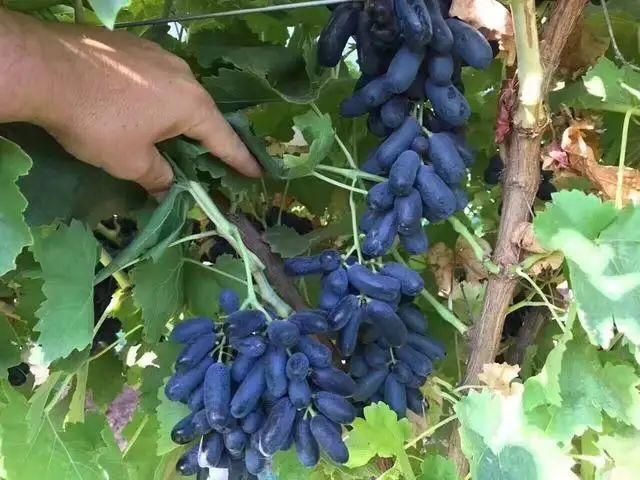 平邑县 蓝宝石葡萄苗，1～5年苗，盆栽地栽，南北方种植！