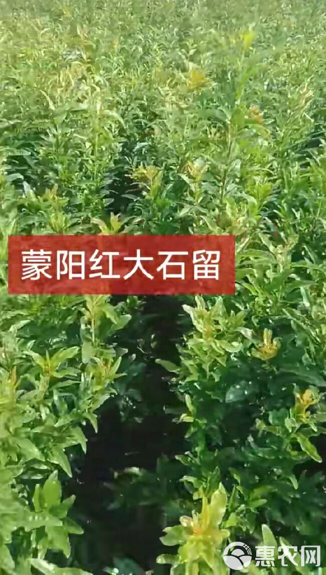  蒙阳红石榴树苗 现挖现卖