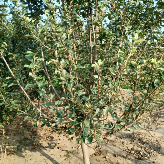 顺平县寒富苹果树苗 苹果树