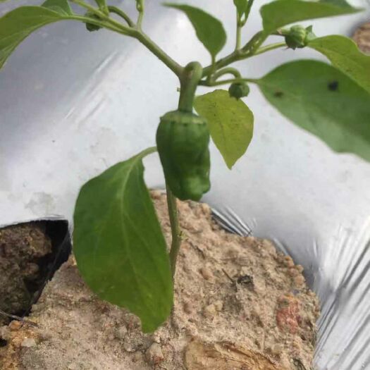 惠东县余干辣椒 怎么炒都好吃的余干椒