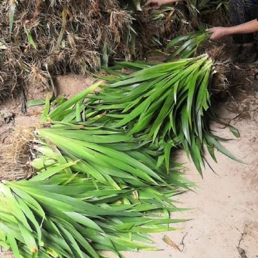 泰安鸢尾苗基地鸢尾苗批发