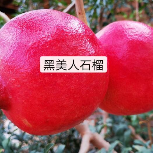 蒙自市墨石榴 1斤 - 2斤