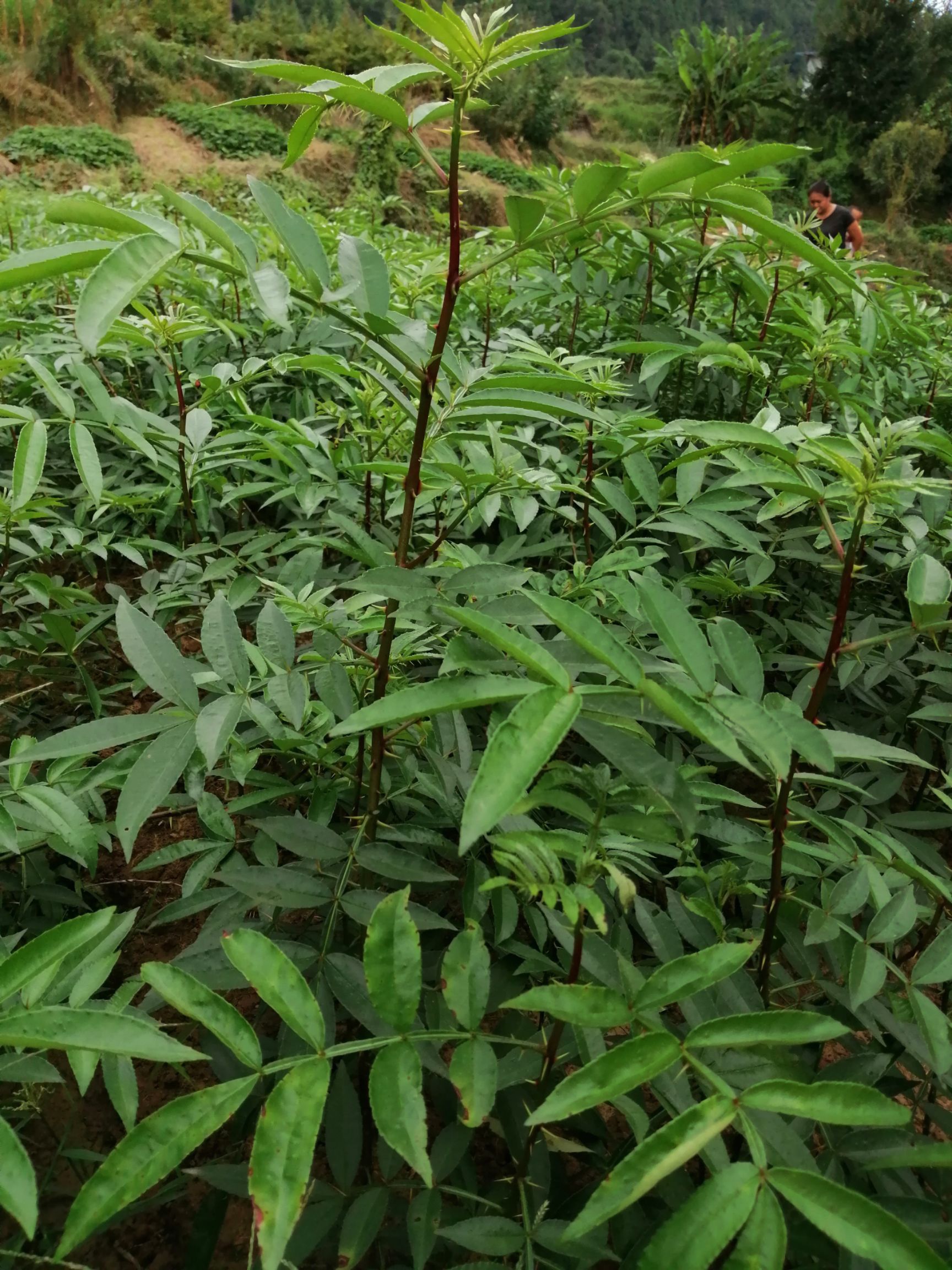 九叶青花椒苗  青花椒苗