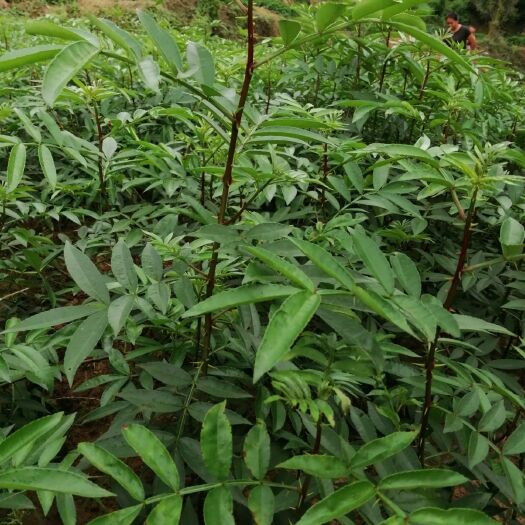 苍溪县九叶青花椒苗  青花椒苗