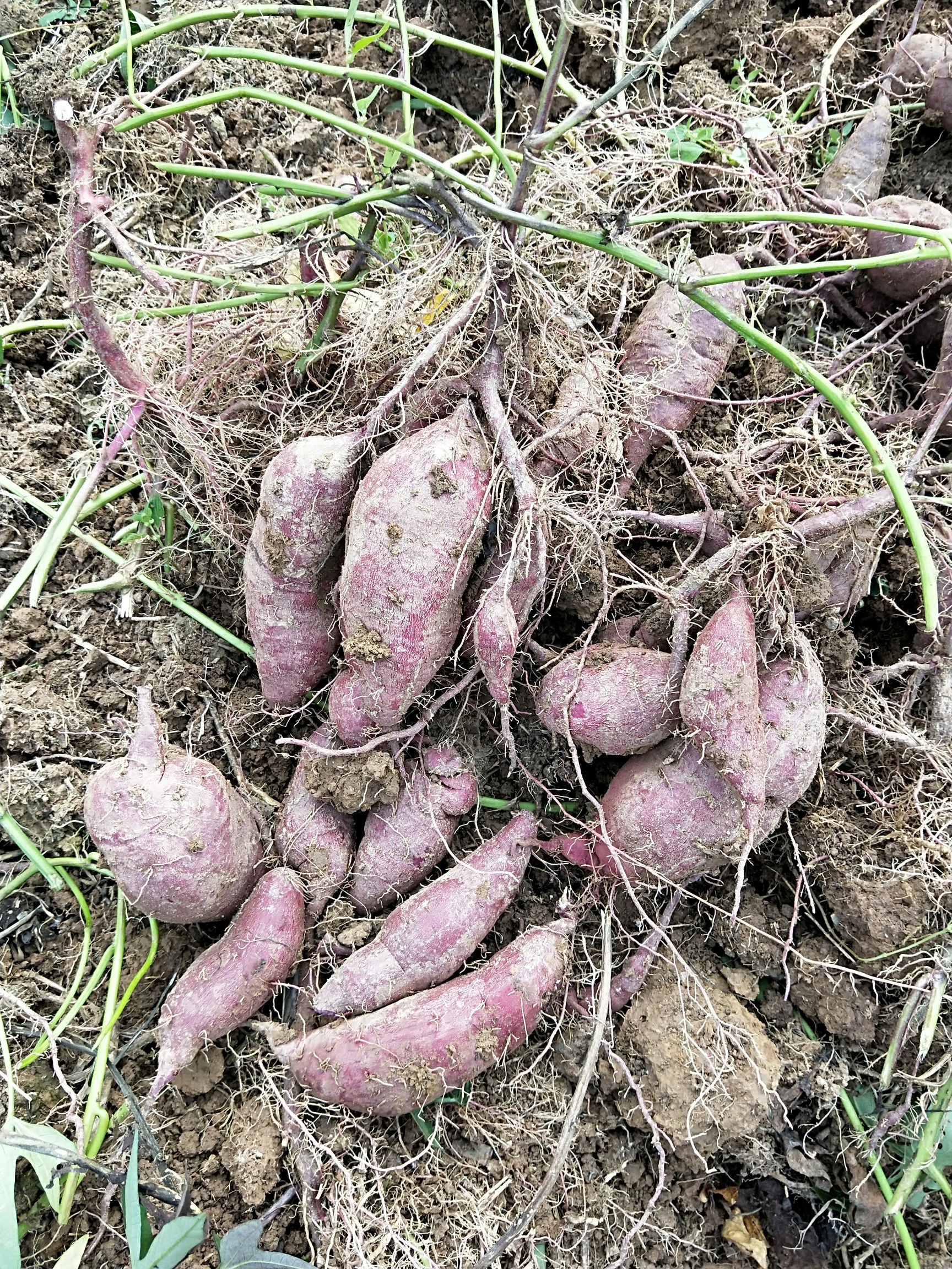 紫罗兰紫薯 3两~6两