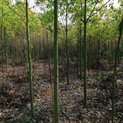 都昌县 大量供应3～4公分香樟