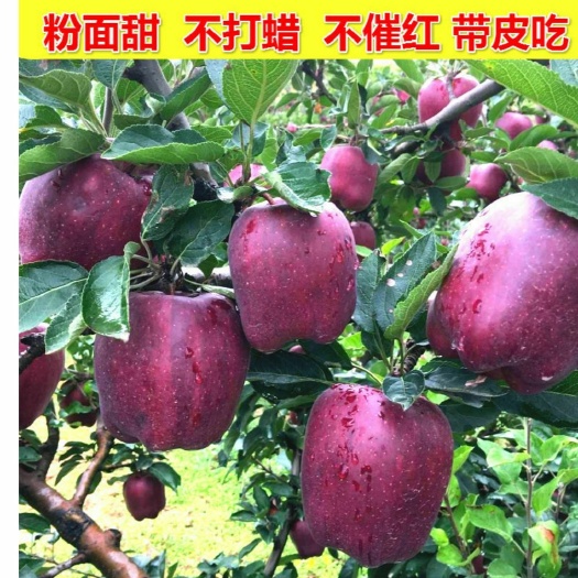 平邑县蛇果苹果苗 新引进美国蛇果树苗，基地培育保证品种，南北方均可种植