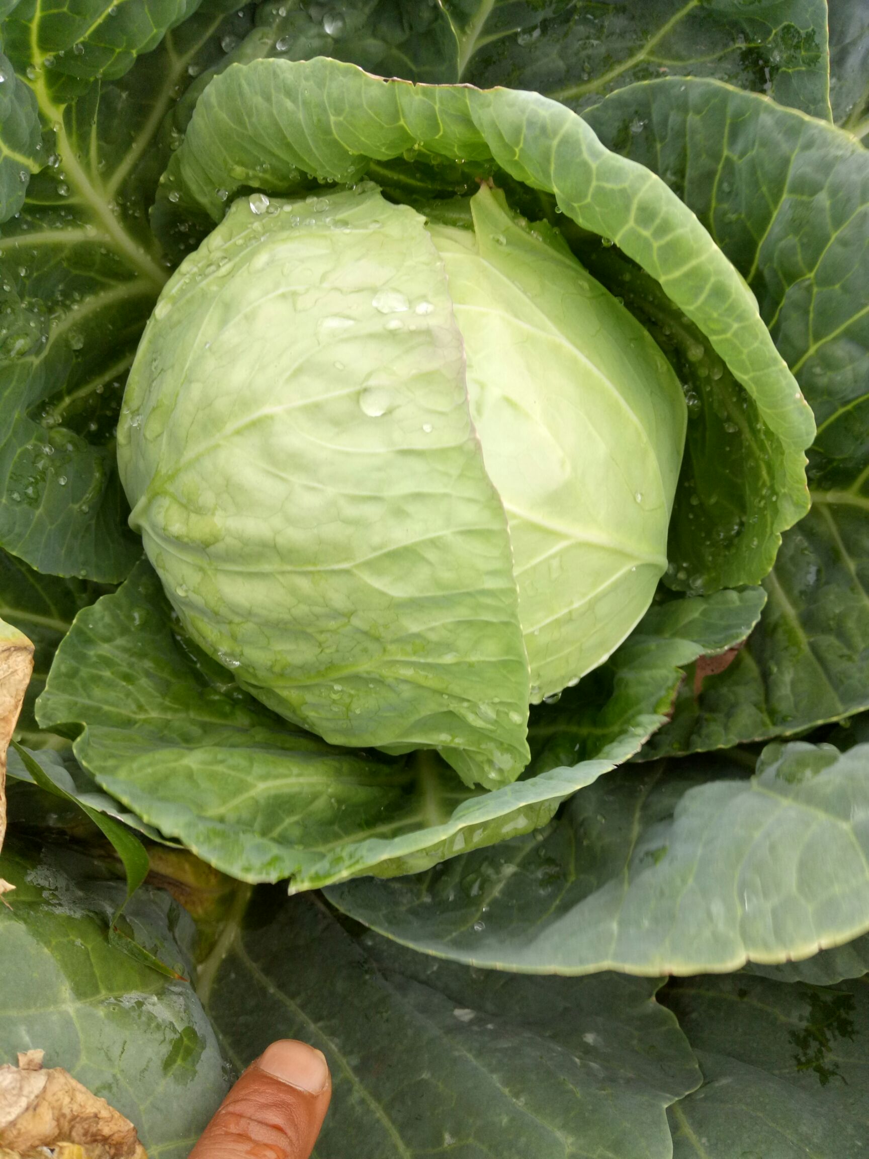 [绿包菜批发] 包菜绿甘蓝价格0.1元/斤 - 惠农网