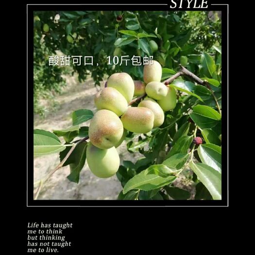 娄烦县 山西优质红枣精品可口大甜