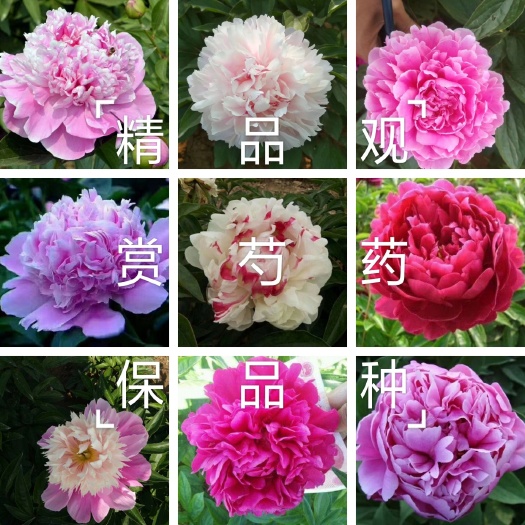 菏泽草芍药  【爆款推荐】芍药，观赏芍药，保开花，多层花，保品种