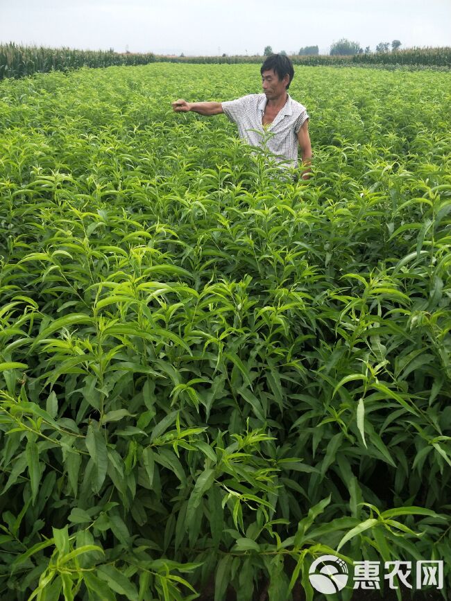  血桃树苗，基地直销1--5年苗，现挖现发保湿发货提供技