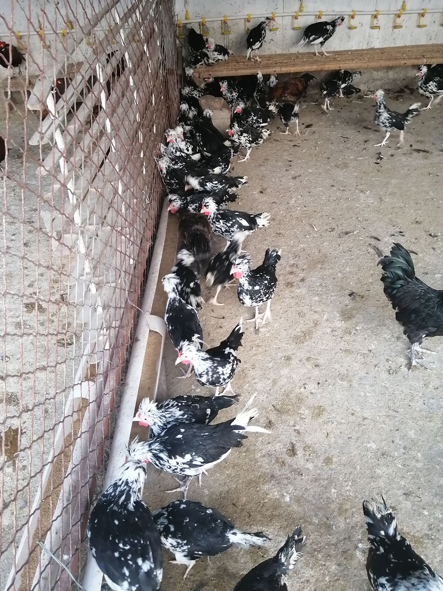 白羽乌鸡 大量出售元鸡，等各种鸡，鸡苗