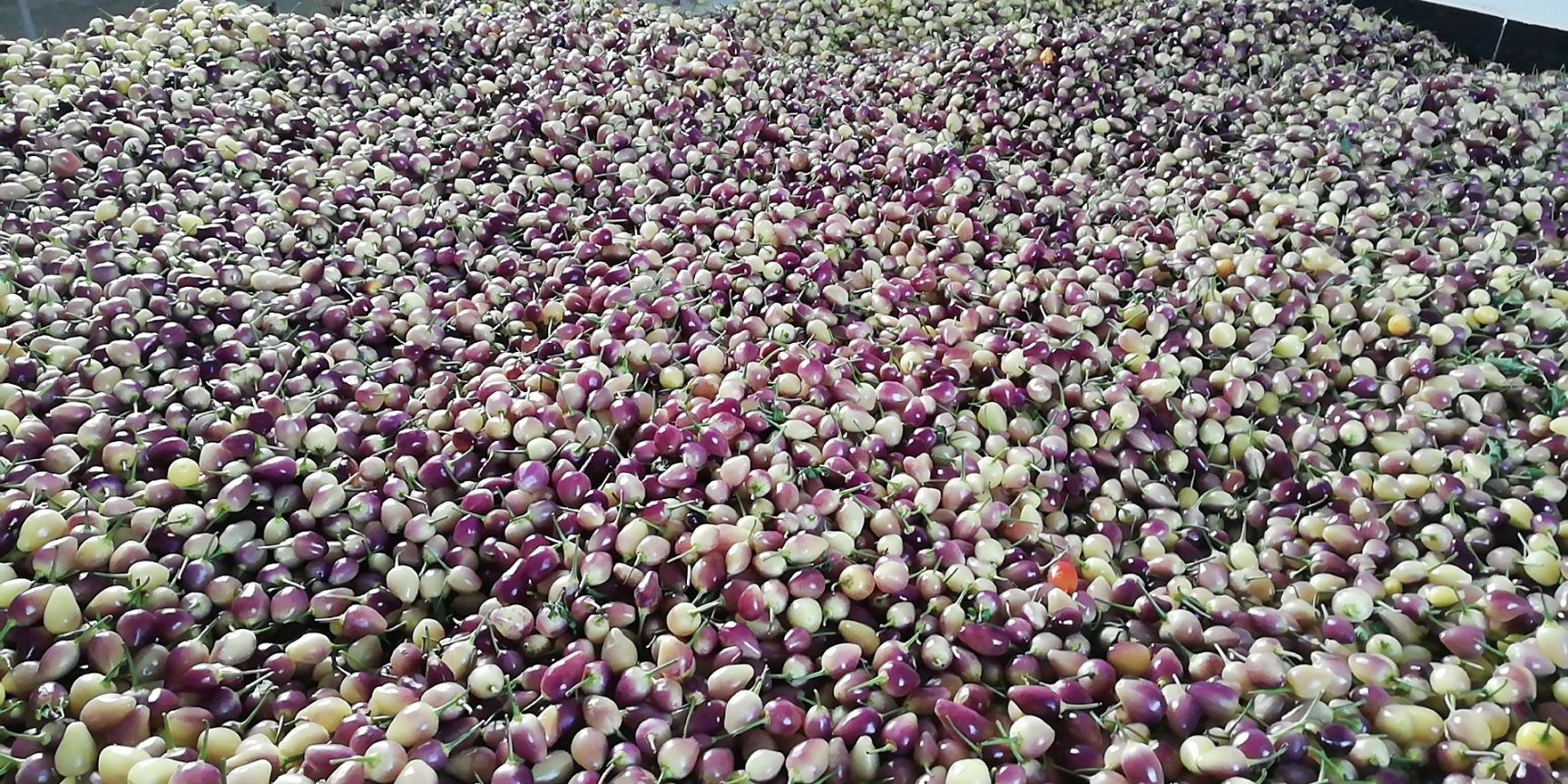 彩椒  七七彩泡椒五