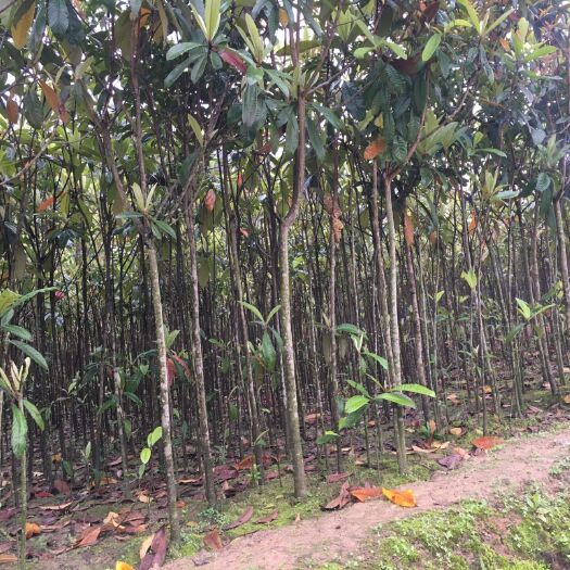阳朔县黄五星枇杷苗 枇杷树