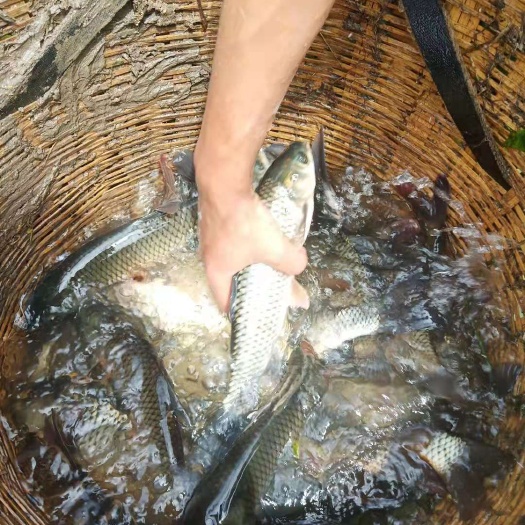 冕宁县稻花鱼 生态稻田鱼，味道鲜美可口