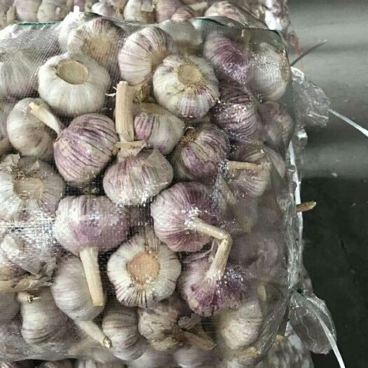 金乡县红皮蒜  金乡大蒜、红皮大蒜，48小时发货常年供应。