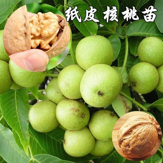 平邑县薄皮核桃苗 薄皮核桃，8518核桃，皮薄，产量高爽口好吃，包邮量大从