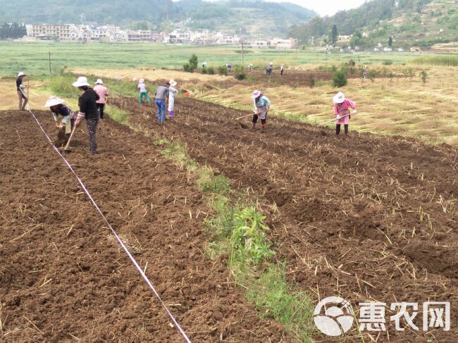  生态无公害、扶贫产业、桑叶茶、霜桑叶茶