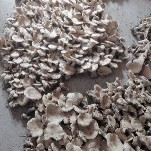 娄烦县银盘蘑菇 野生 干货