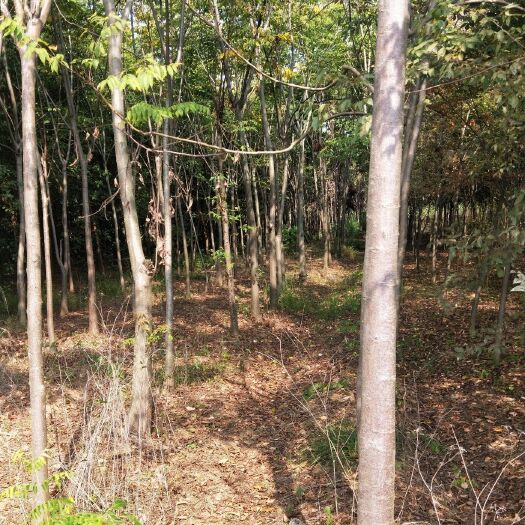 漯河 3--15公分栾树清地处理