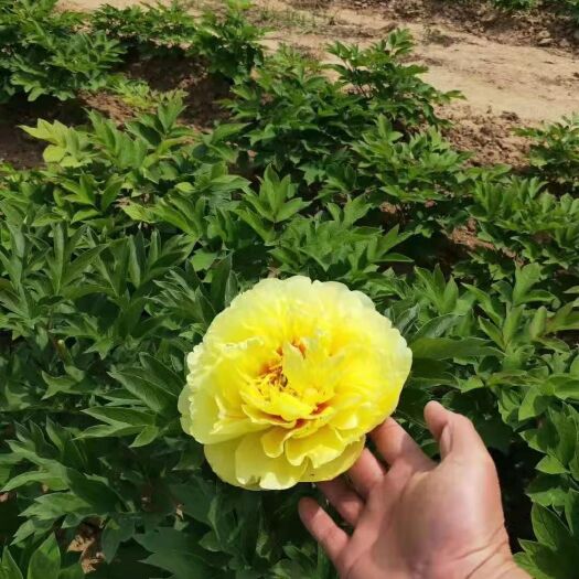 菏泽观赏牡丹 0.5~1米 4~6cm 8~10cm