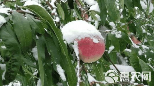 冬桃苗 晚熟品种冬桃，雪桃，映霜红，基地培育现挖现发保湿发货