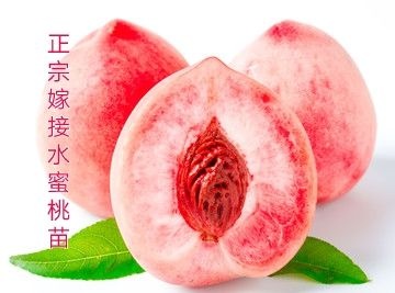 平邑县水蜜桃苗 正宗嫁接水蜜桃 包品种！包成活！下单既挖苗！