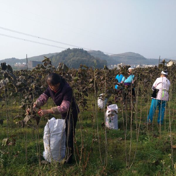  生态无公害、扶贫产业、桑叶茶、霜桑叶茶