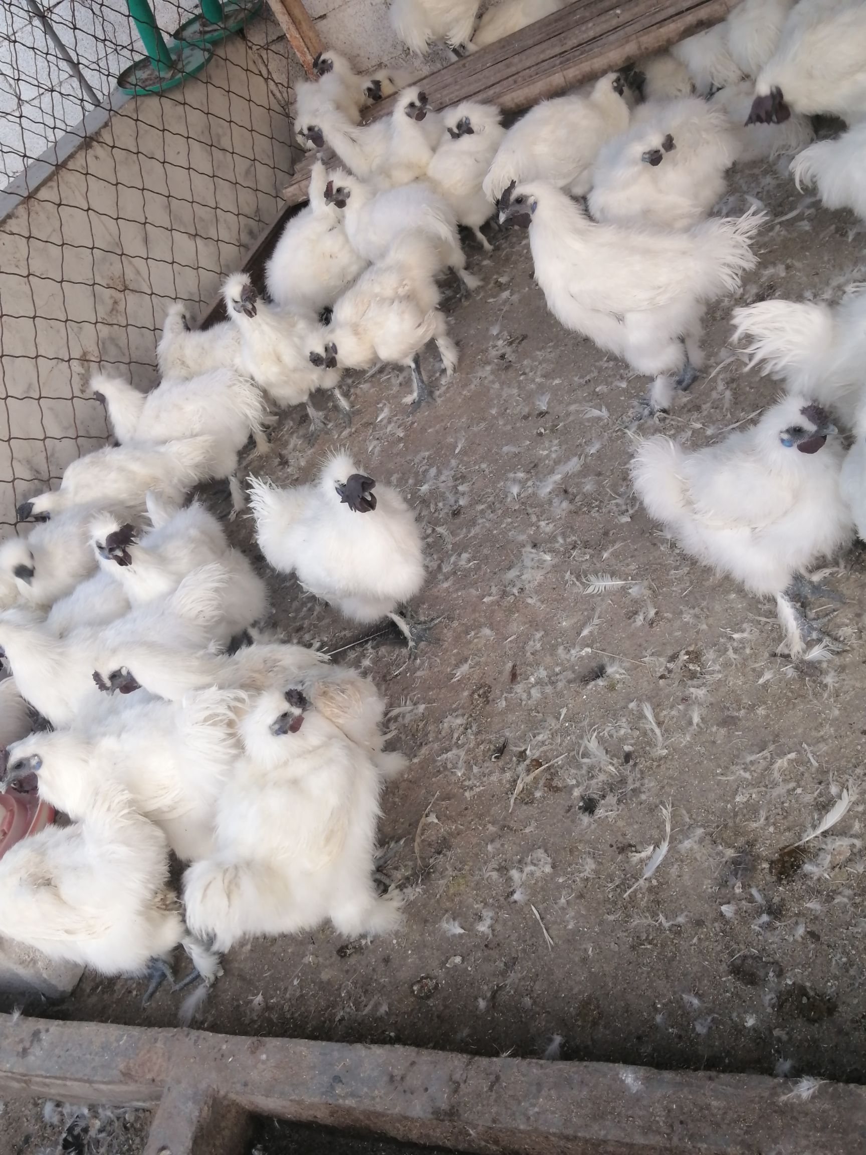 白羽乌鸡 大量出售元鸡，等各种鸡，鸡苗