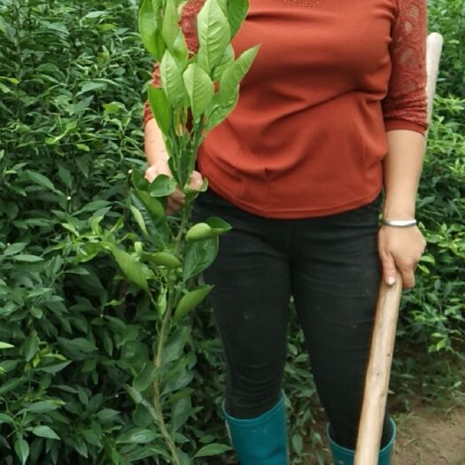 资阳香橙苗 自家苗圃，无中间商，大量供应香橙奶苗及各种嫁接苗