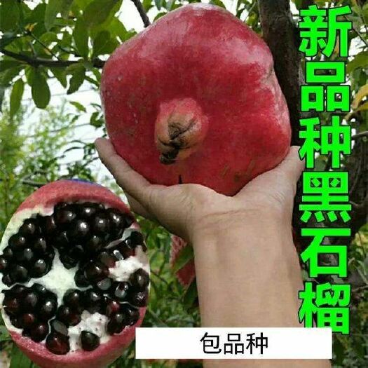 平邑县黑籽石榴树苗 基地培育新品种，易种植易成活保湿发货提供技术