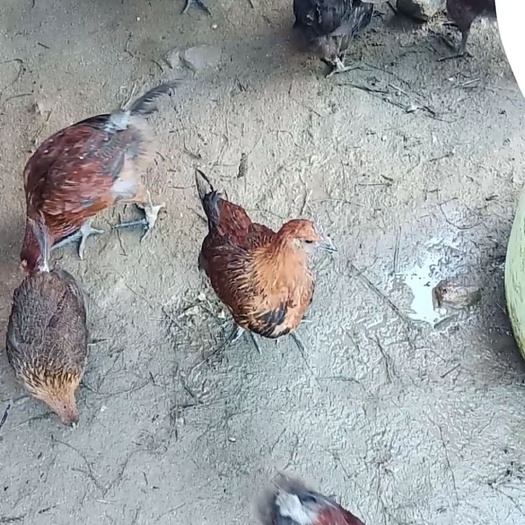 芒市肉鸡苗 统货
